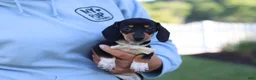 Miniature Dachshund dogs for sale: Duke - Ad 9