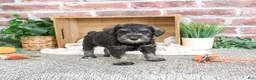 Miniature Schnauzer dogs for sale: Trenton - Ad 5