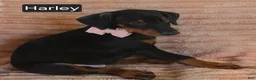 Doberman Pinscher dogs for sale: Harley - Ad 6
