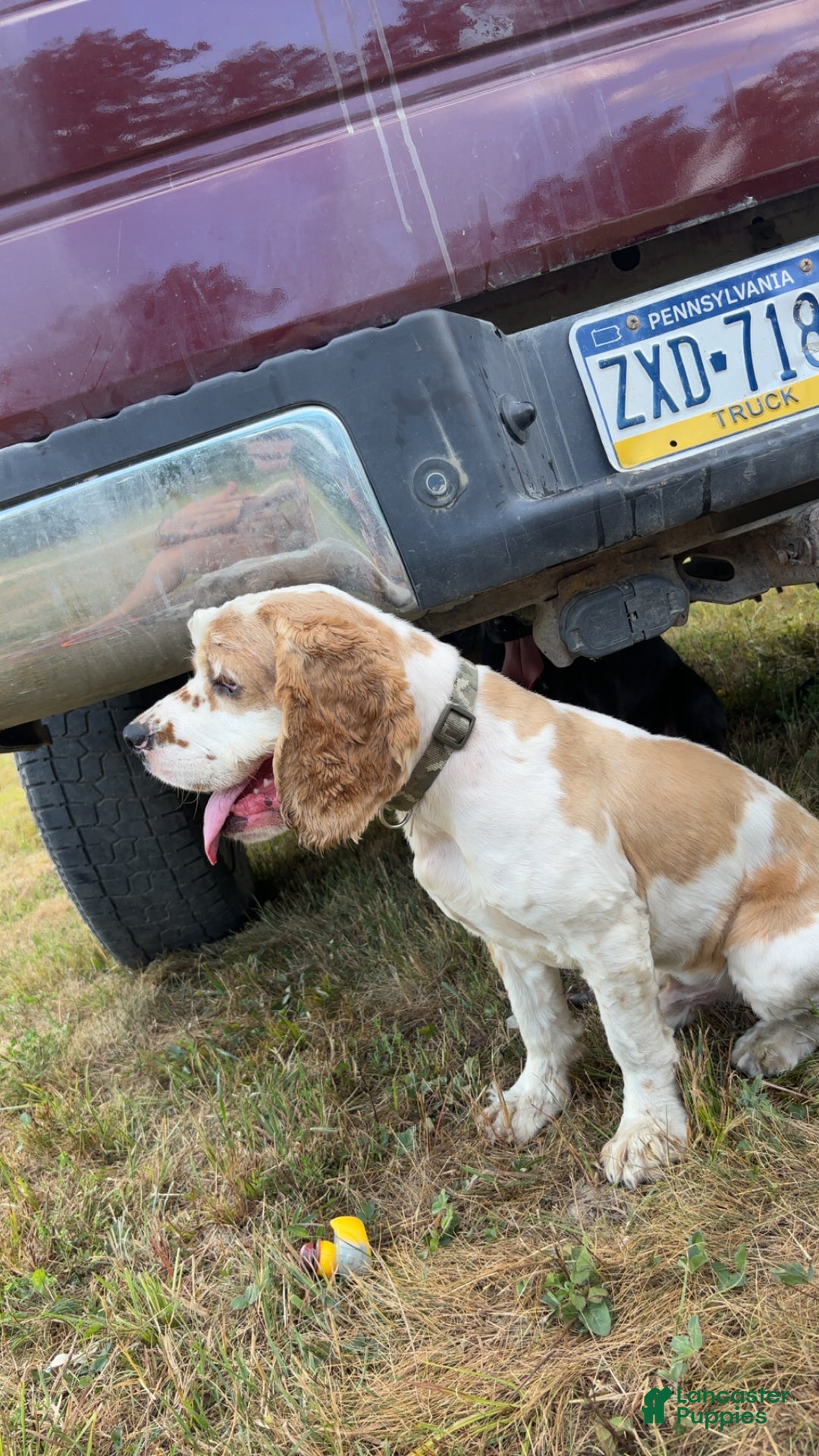 Mixed Breed dogs for sale: Apollo - Ad 7