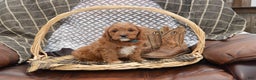 Cavapoo dogs for sale: Jerrick - Ad 7