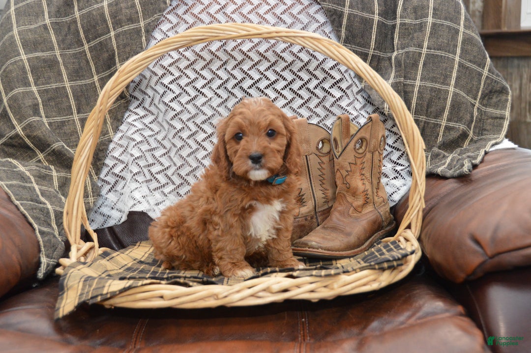 Cavapoo dogs for sale: Jerrick - Ad 7