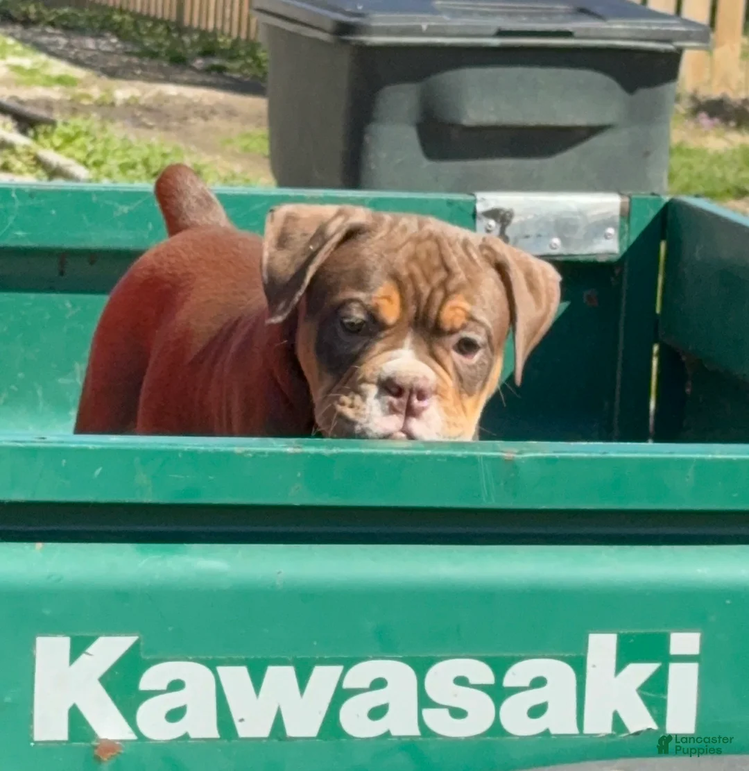 Olde English Bulldogge dogs for sale: Mousse - Ad 2