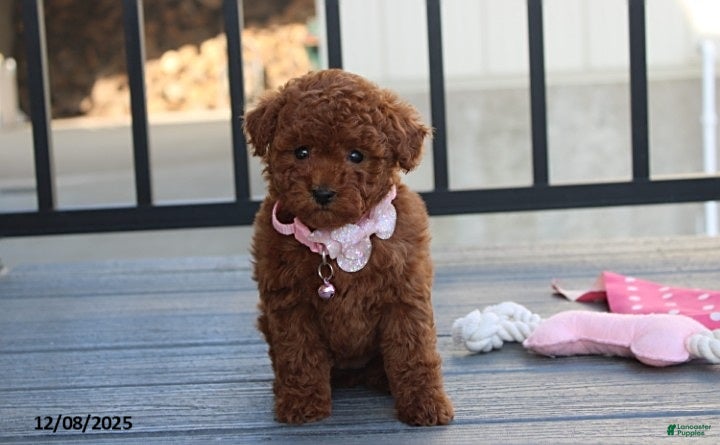 Bichpoo dogs Daisy - Ad 6