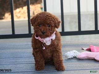 Bichpoo dogs Daisy - Ad 27