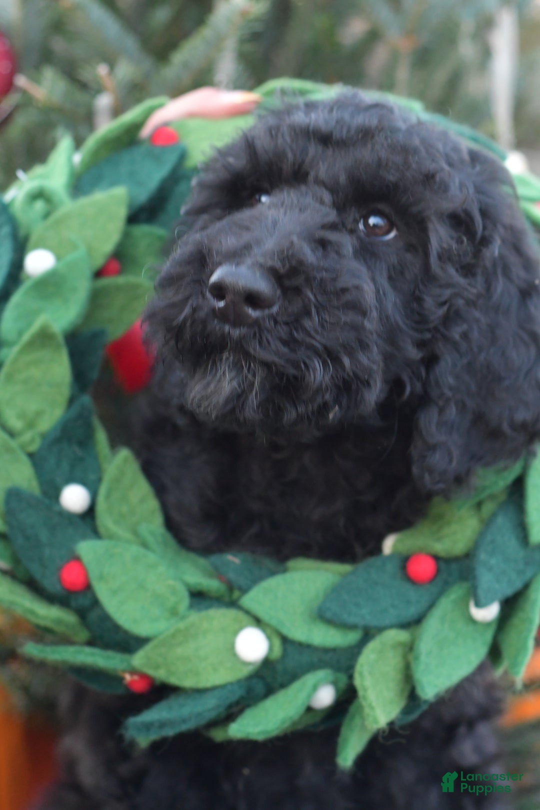 Standard Poodle dogs for sale: Clover - Ad 10