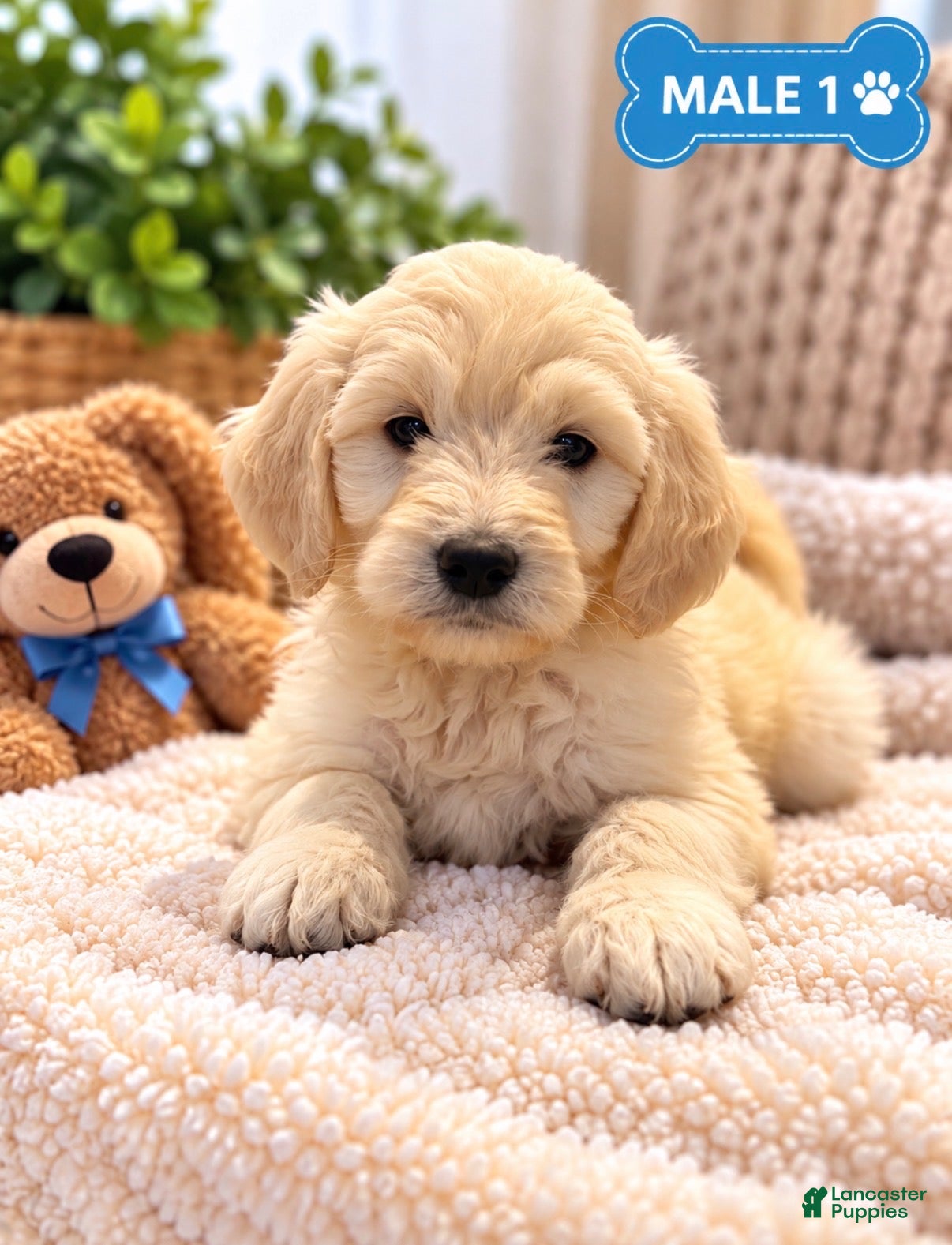 Mixed Breed dogs Teddy  - Ad 2