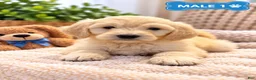 Mixed Breed dogs for sale: Teddy  - Ad 2