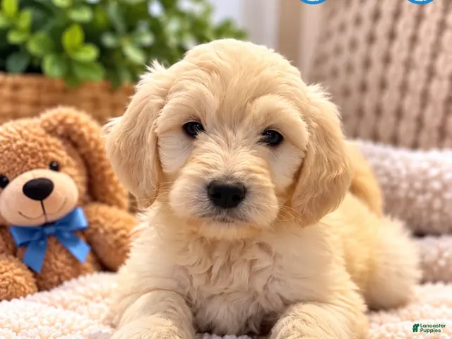 Mixed Breed dogs Teddy - Ad 2
