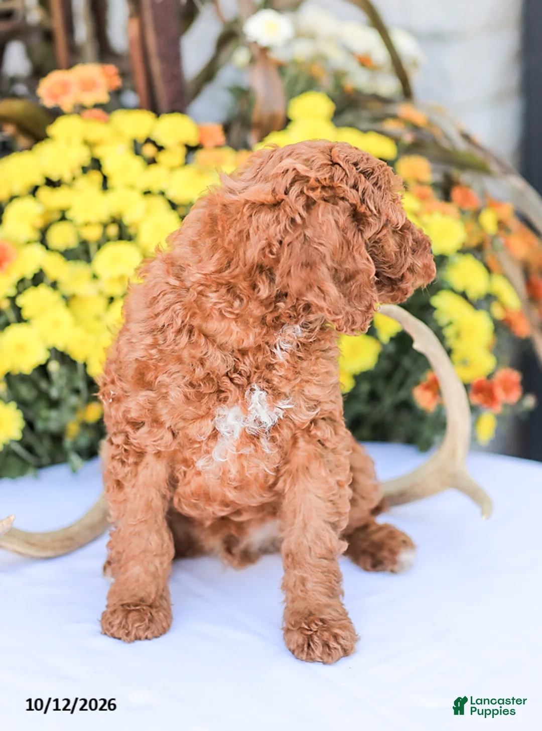 Miniature Poodle dogs for sale: Big Boy - Ad 9