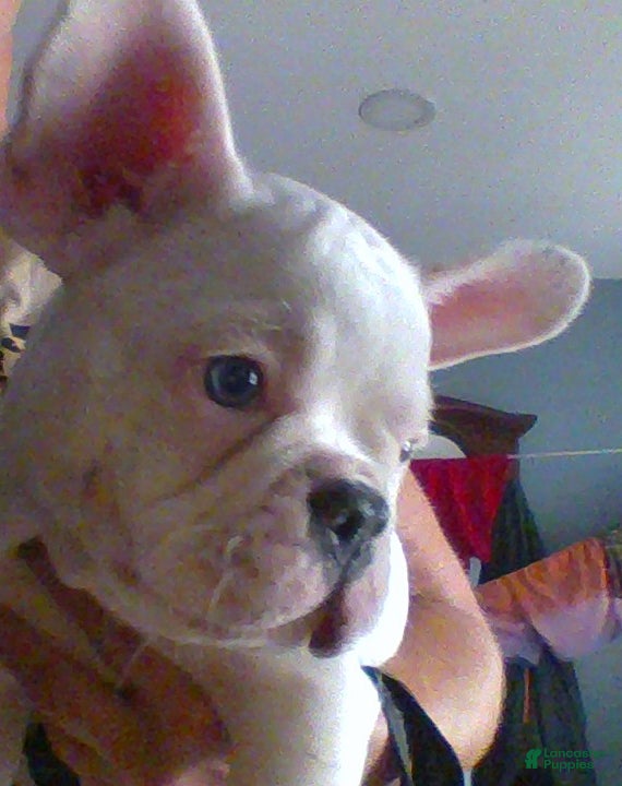 French Bulldog dogs for sale: rocco - Ad 1