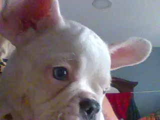 French Bulldog dogs rocco - Ad 36