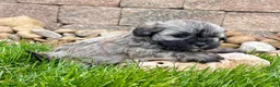 Havanese dogs for sale: Nancy - Ad 3