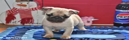 Pug dogs for sale: Valentina - Ad 3