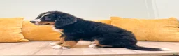 Bernese Mountain Dog dogs for sale: Mason - Ad 5