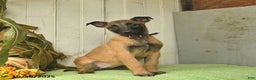 Belgian Malinois dogs for sale: Pearl  - Ad 7