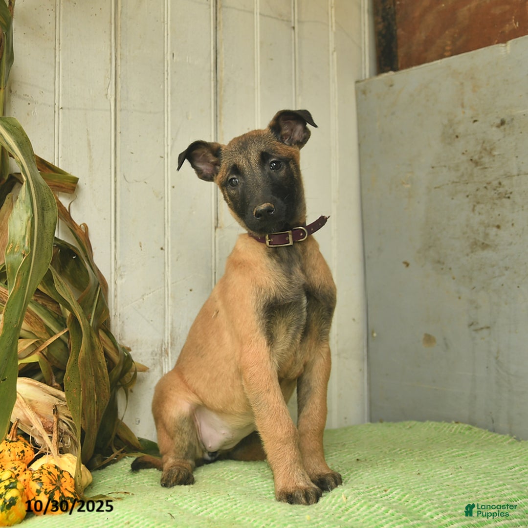 Belgian Malinois dogs for sale: Pearl  - Ad 7