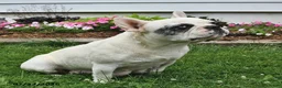 French Bulldog dogs for sale: Cinderella - Ad 6