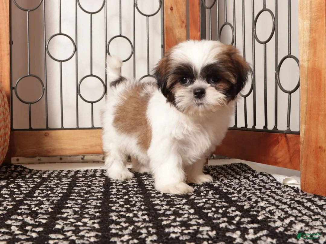Shih Tzu dogs for sale: Hazel - Sassy Female Shihtzu - Ad 4