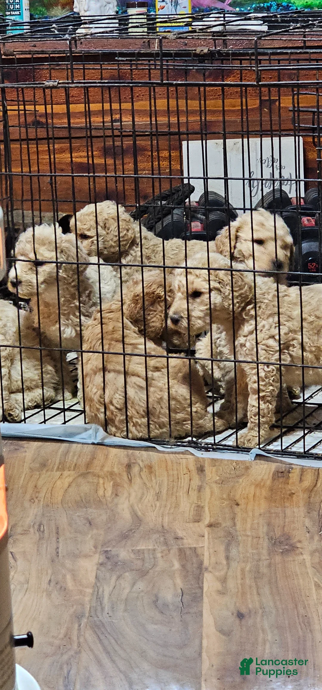 Goldendoodle dogs for sale: Goldendoodle Puppy 2 - Ad 2