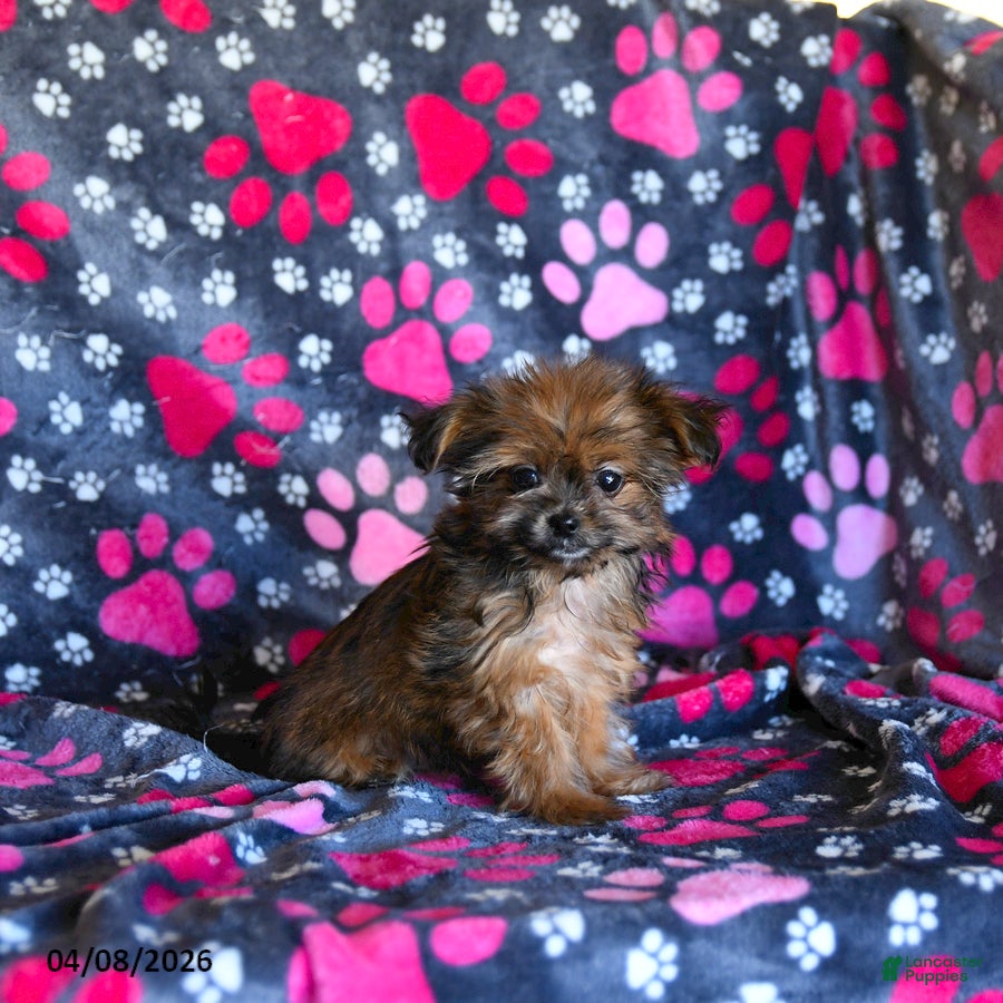 Shorkie dogs Lulu - Ad 1