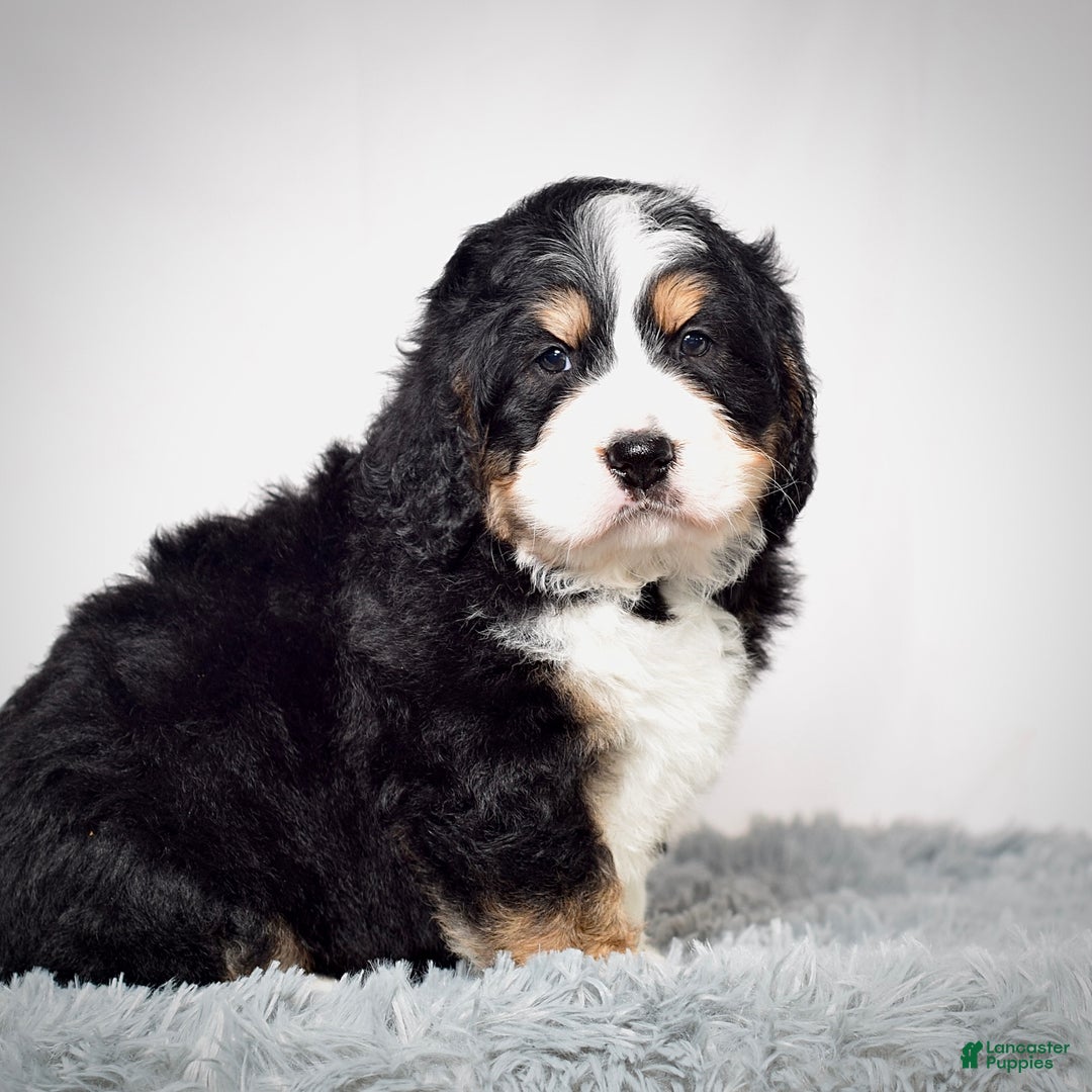Bernedoodle dogs for sale: Mr. Sparky - Ad 4