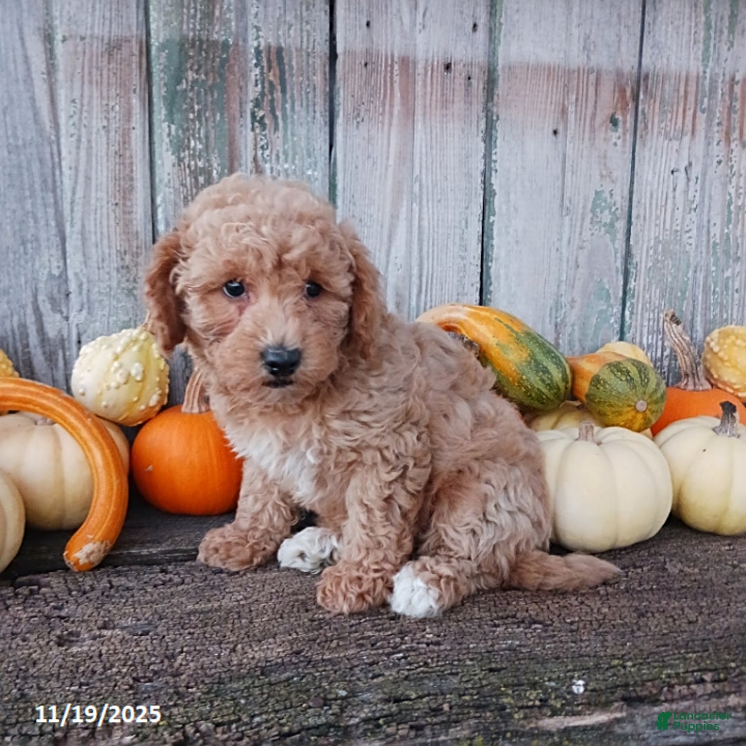 Bichpoo dogs for sale: Sally - Ad 2