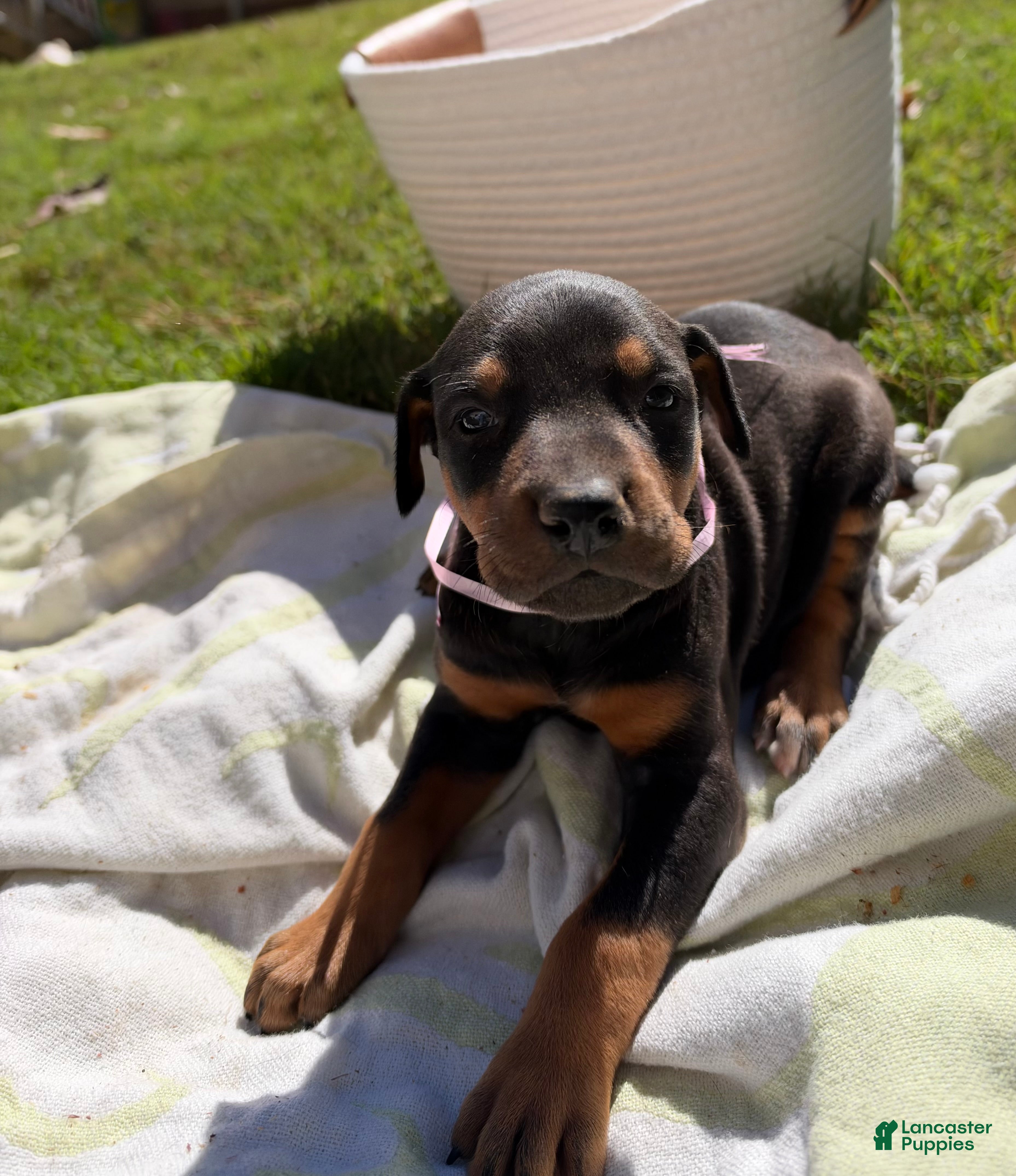 Doberman Pinscher dogs Doberman Pinscher 9 - Ad 19