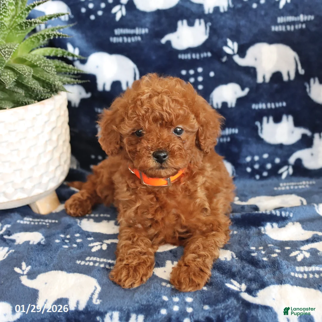 Miniature Poodle dogs for sale: Nevan - Ad 1