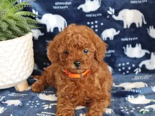 Miniature Poodle dogs Nevan - Ad 5