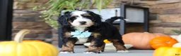 Mini Bernedoodle dogs for sale: Luke🐾 - Ad 3