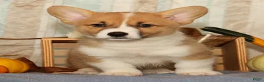 Oscar