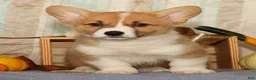 Welsh Corgi Pembroke dogs for sale: Oscar - Ad 1