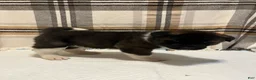 Akita dogs for sale: Lilla - Ad 7