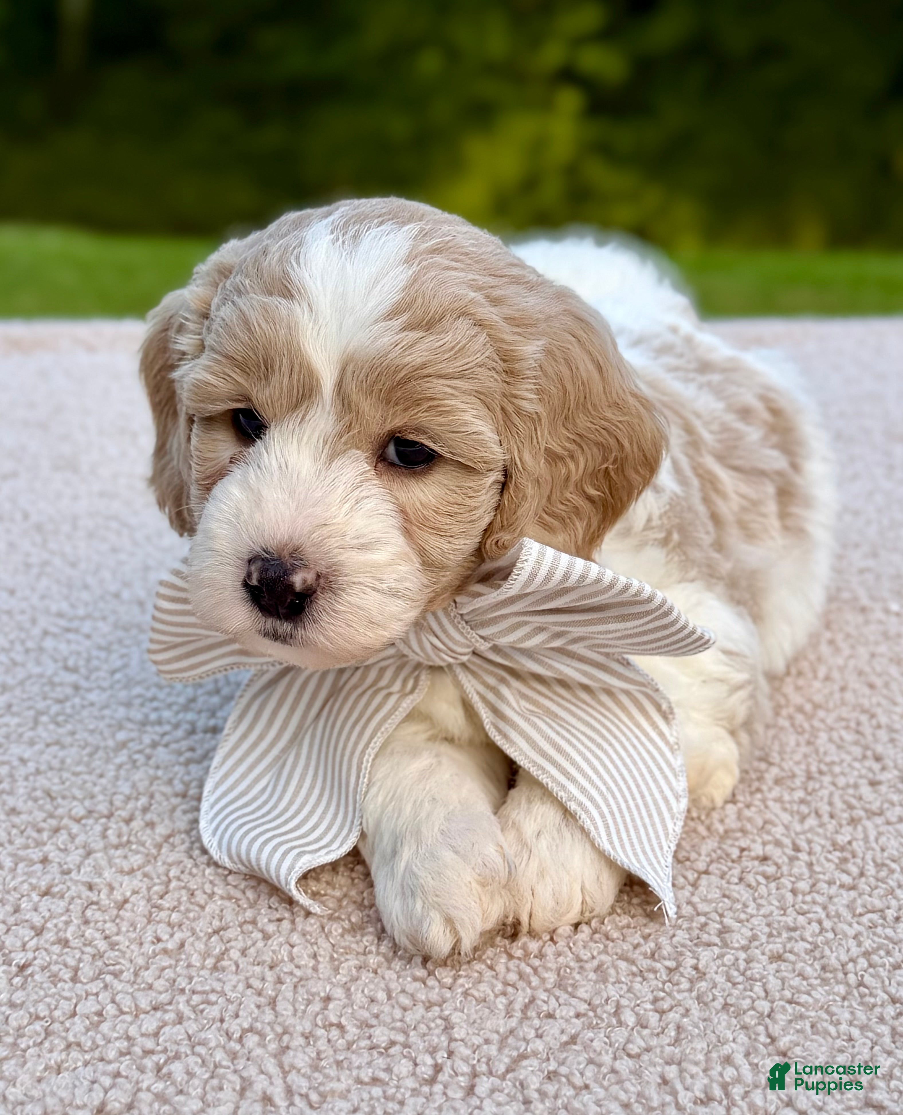 Goldendoodle dogs Flopsy  - Ad 2