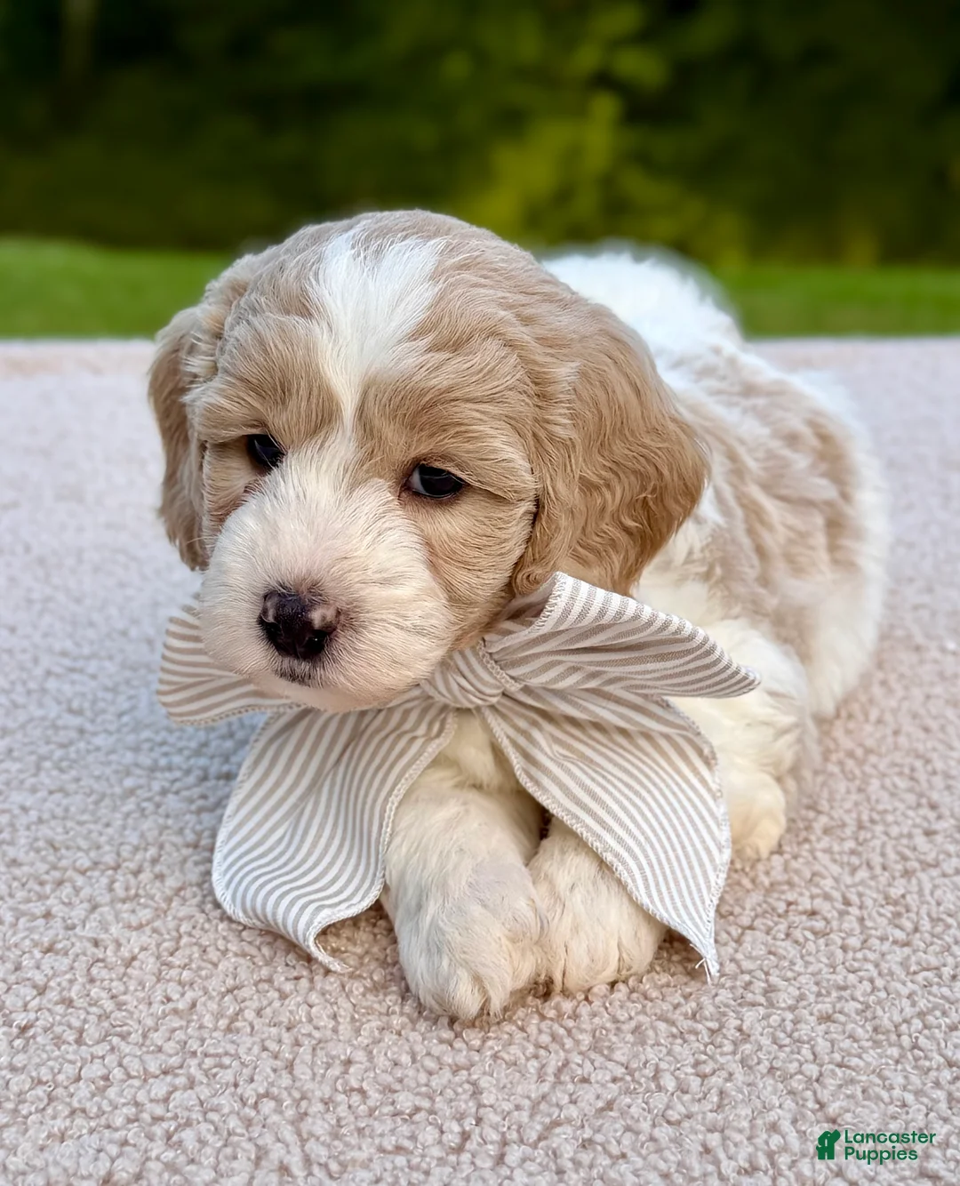 Goldendoodle dogs for sale: Flopsy  - Ad 2