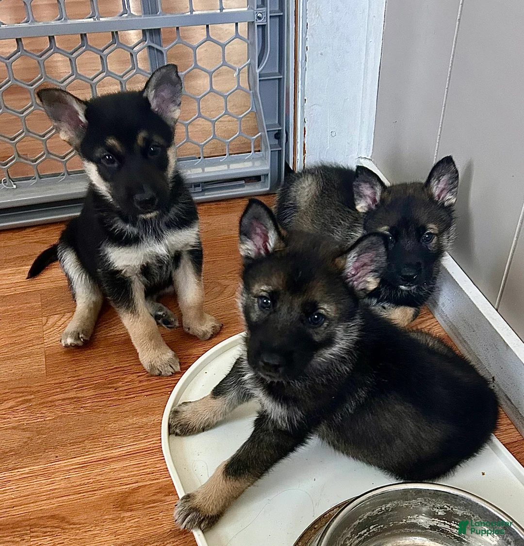 Gerberian Shepsky dogs for sale: (Red collar) Gerberian Shepsky Puppy 2 - Ad 2