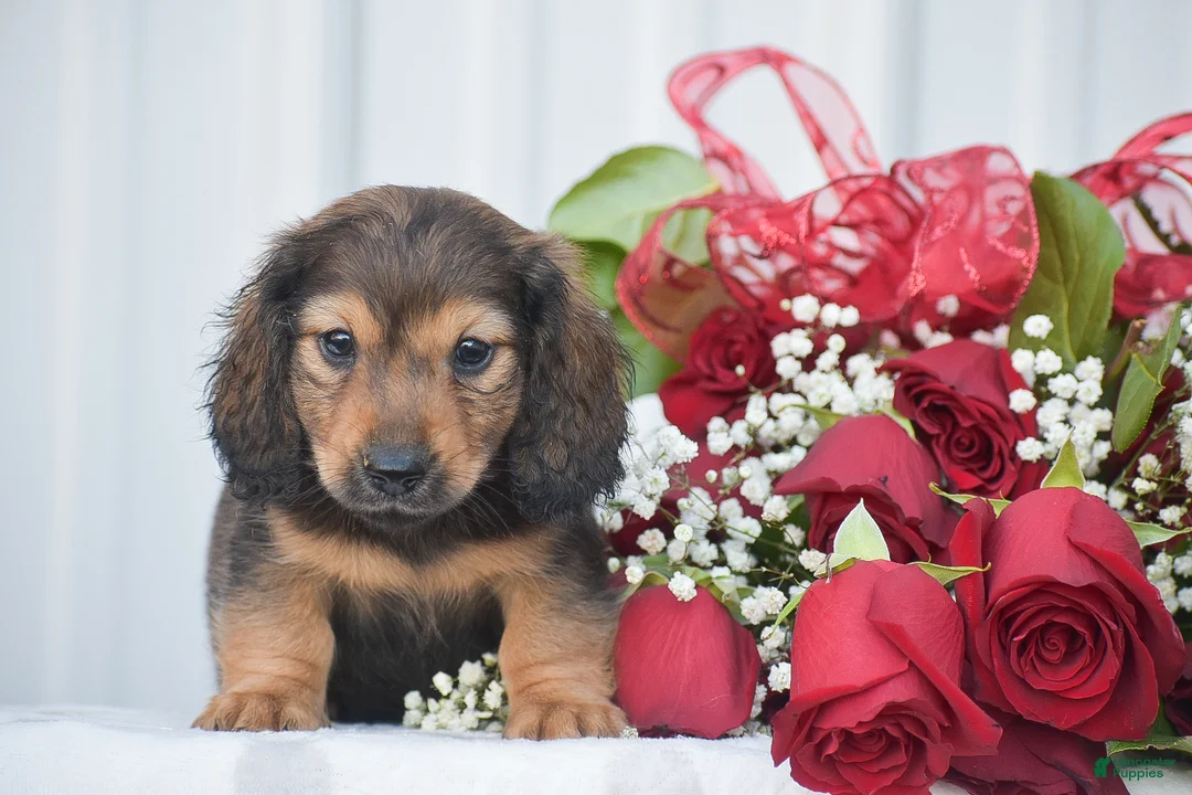 Miniature Dachshund dogs for sale: Anthony - Ad 3
