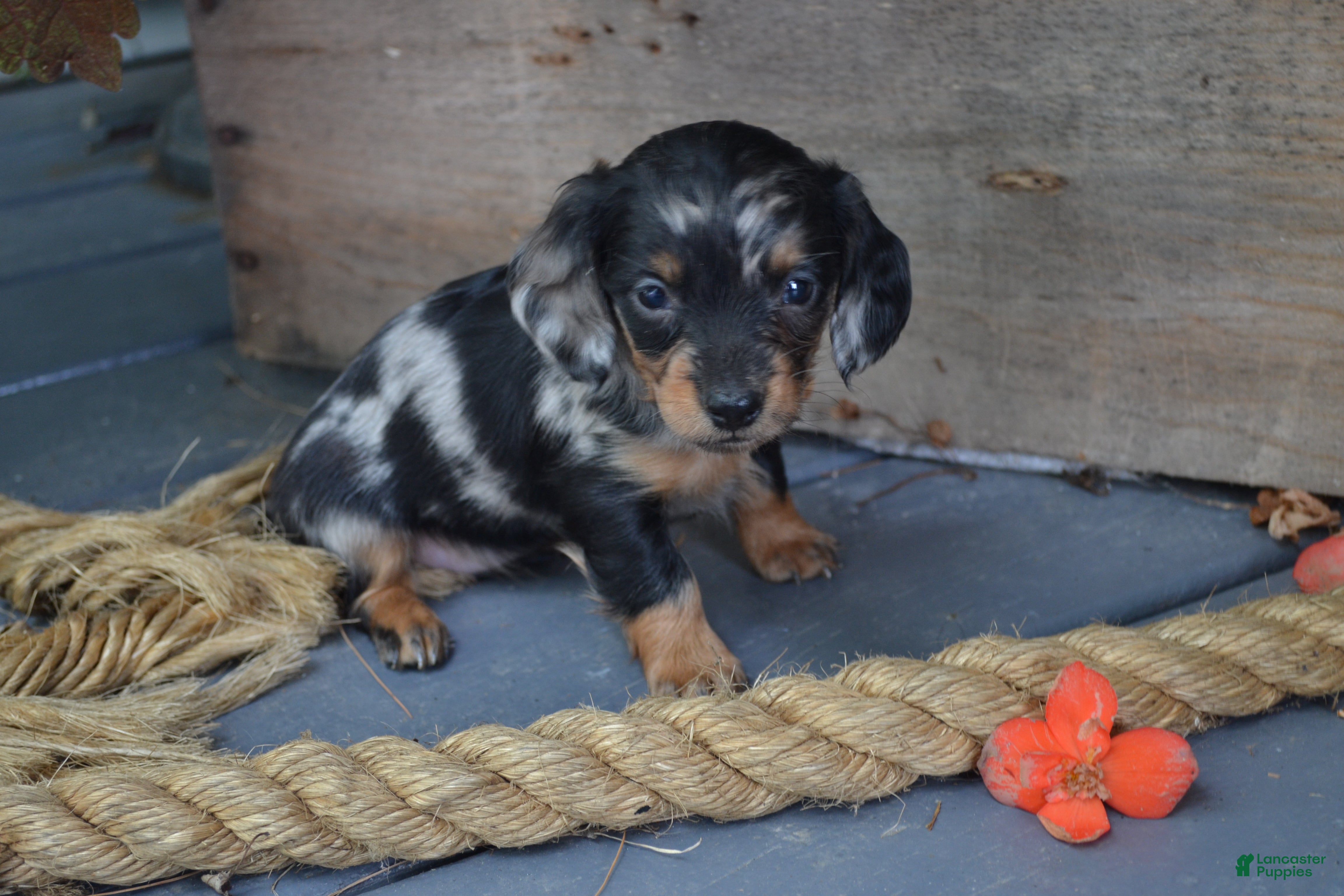 Dachshund dogs Talia - Ad 2