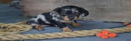 Dachshund dogs for sale: Talia - Ad 2