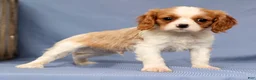 Cavalier King Charles Spaniel dogs for sale: Timmy - Ad 4