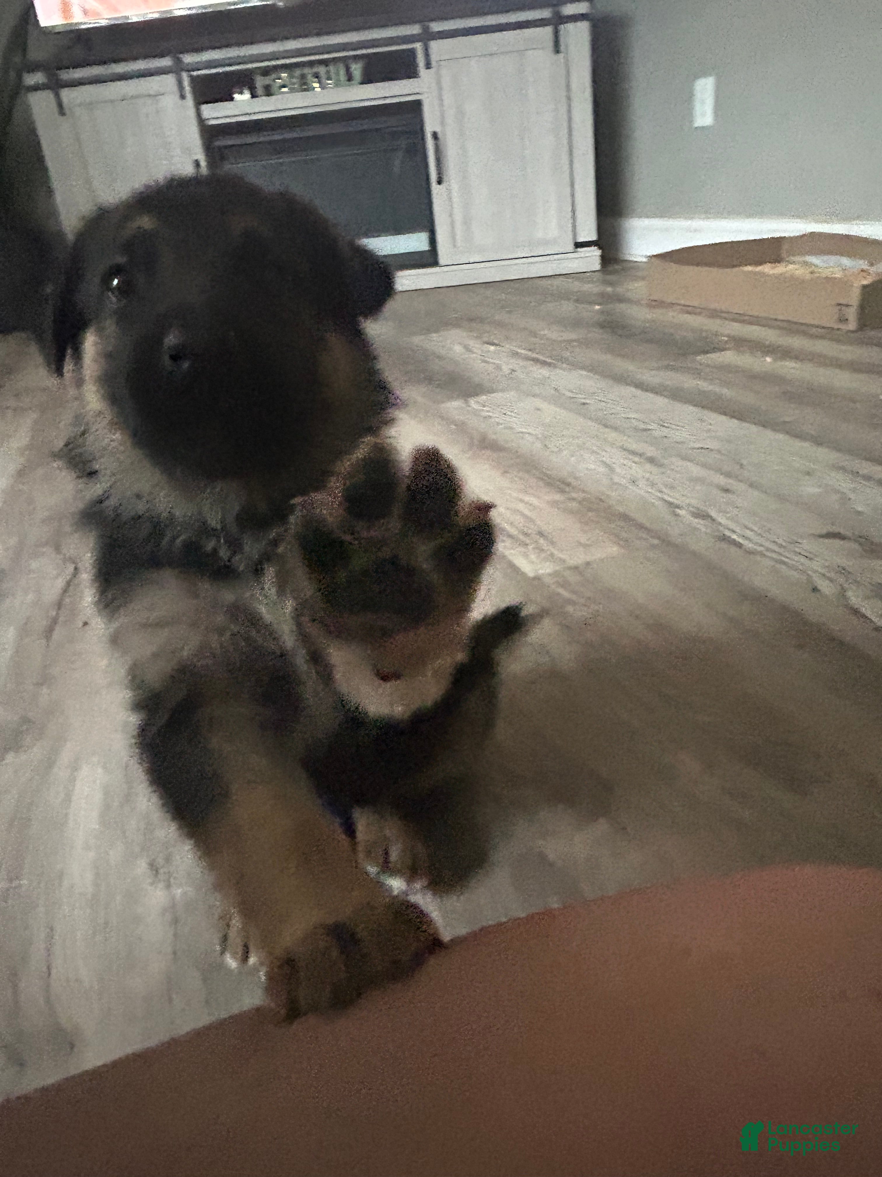 German Shepherd dogs Purple - Ad 9