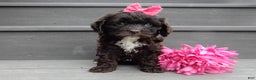 Cockapoo dogs for sale: Addie - Ad 1