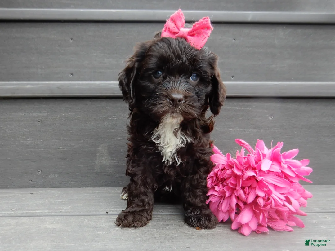 Cockapoo dogs for sale: Addie - Ad 1