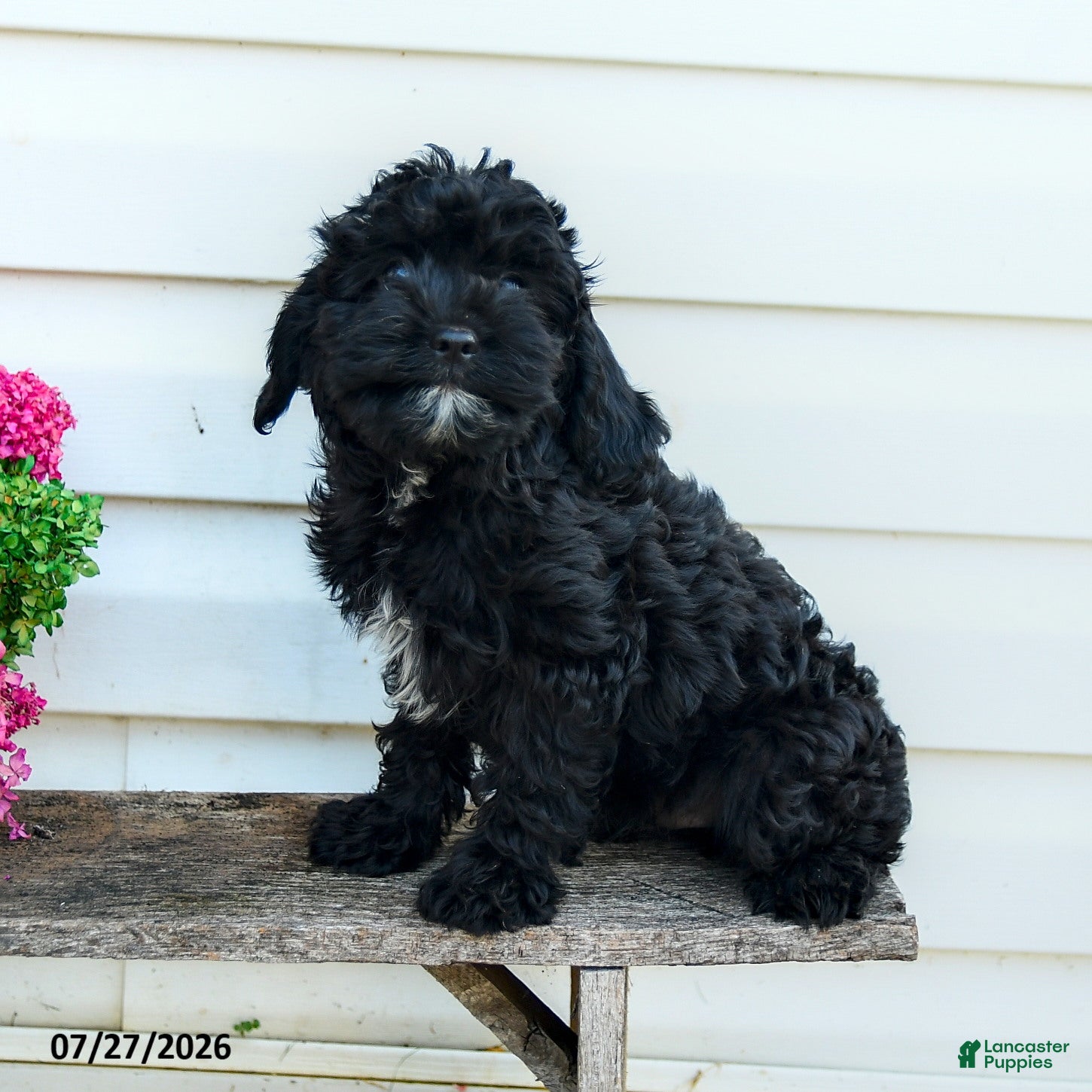 Cavapoo dogs Freddie - Ad 1