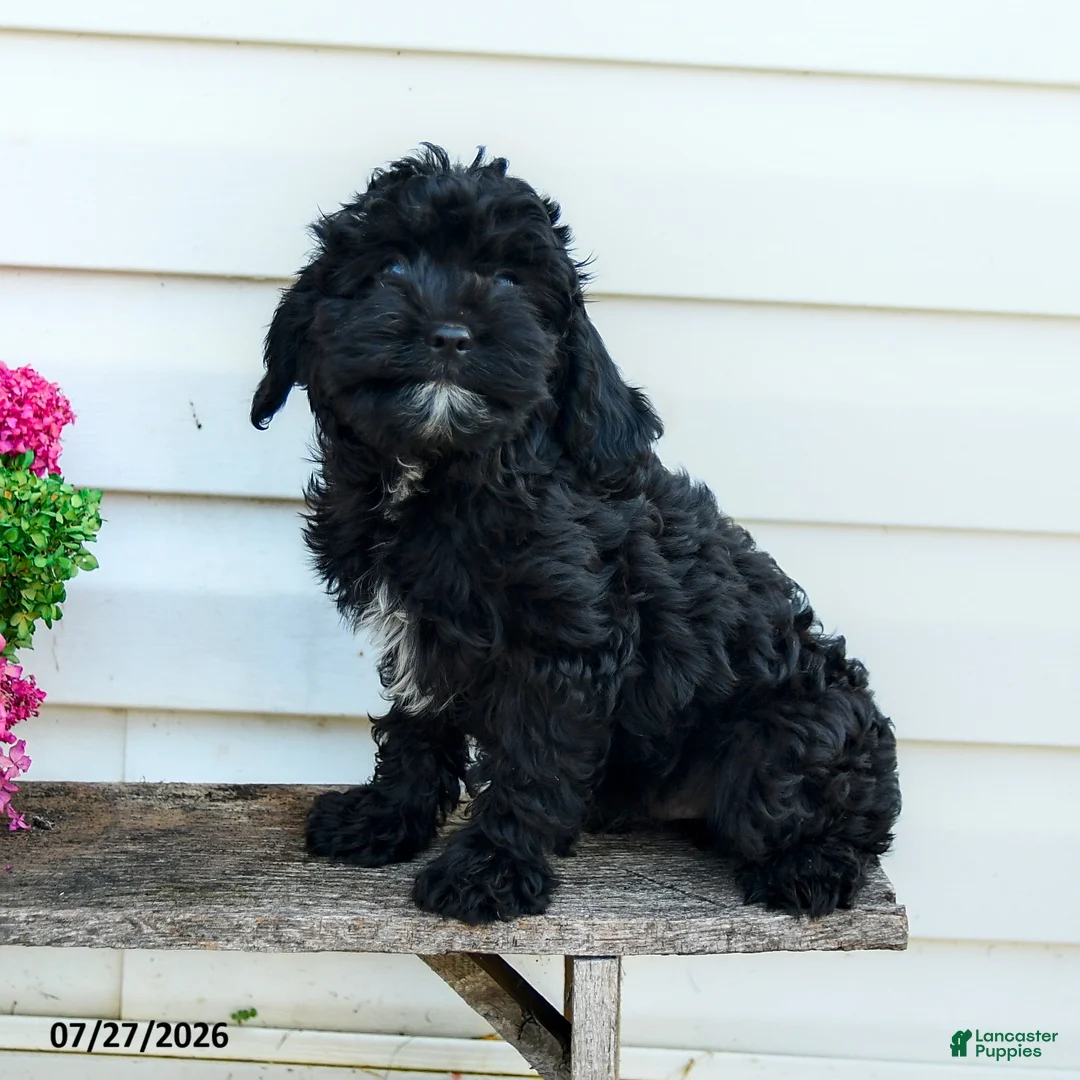 Cavapoo dogs for sale: Freddie - Ad 1