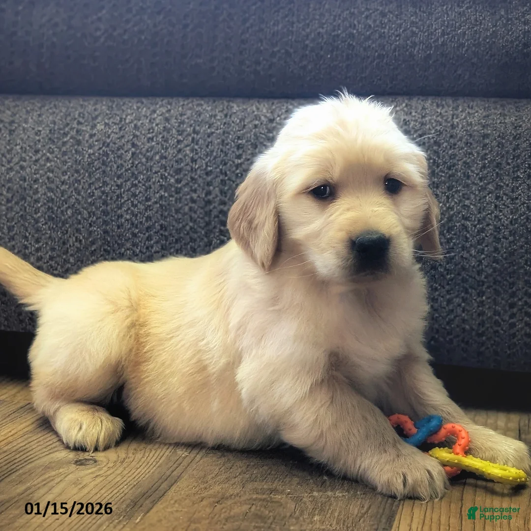 Golden Retriever dogs for sale: Finn - Ad 2