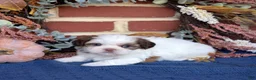 Shih Tzu dogs for sale: Twinkle - Ad 4