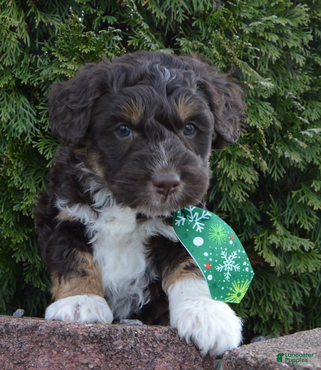 Mini Aussiedoodle dogs for sale: Mini Archie - Ad 12