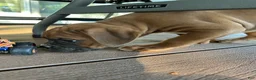 Boxer dogs for sale: Oakes - Ad 3